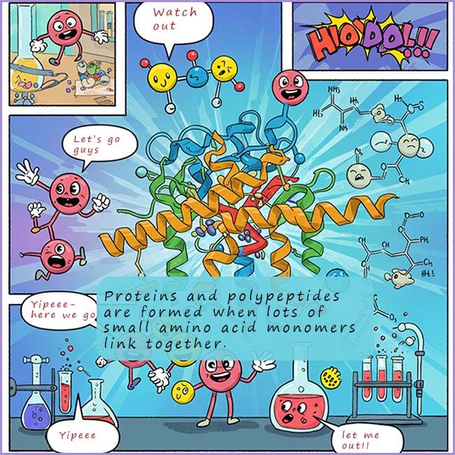 Image to show that small amino acid monomers link together to form alrger polypeptides and proteins